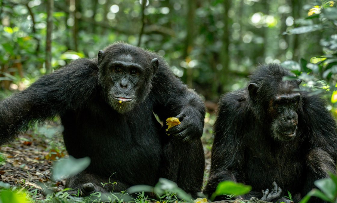  cost of chimpanzee tracking permit in Rwanda